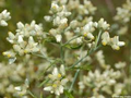 Pseudognaphalium obtusifolium Sweet Everlasting Seeds - 30 mg, Drought-Tolerant Wildflower
