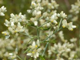Pseudognaphalium obtusifolium Sweet Everlasting Seeds - 30 mg, Drought-Tolerant Wildflower