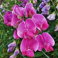 Ian Myers Sweet Pea Seeds - Deep Maroon, Fragrant, Climbing Vines (50+ Seeds) | Lathyrus odoratus