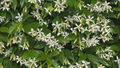 Star Jasmine Cuttings - 7 Live 6" Unrooted Cuttings, Fragrant White Blooms, USDA Zones 8-10