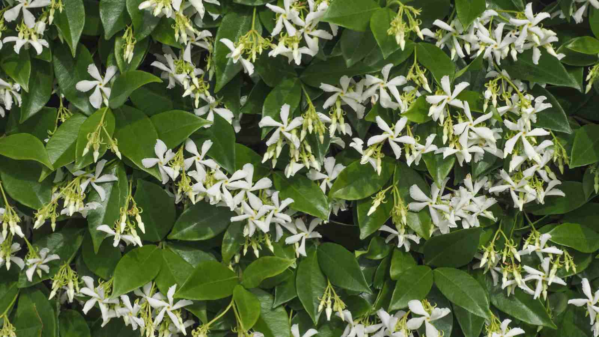 Star Jasmine Cuttings - 7 Live 6" Unrooted Cuttings, Fragrant White Blooms, USDA Zones 8-10