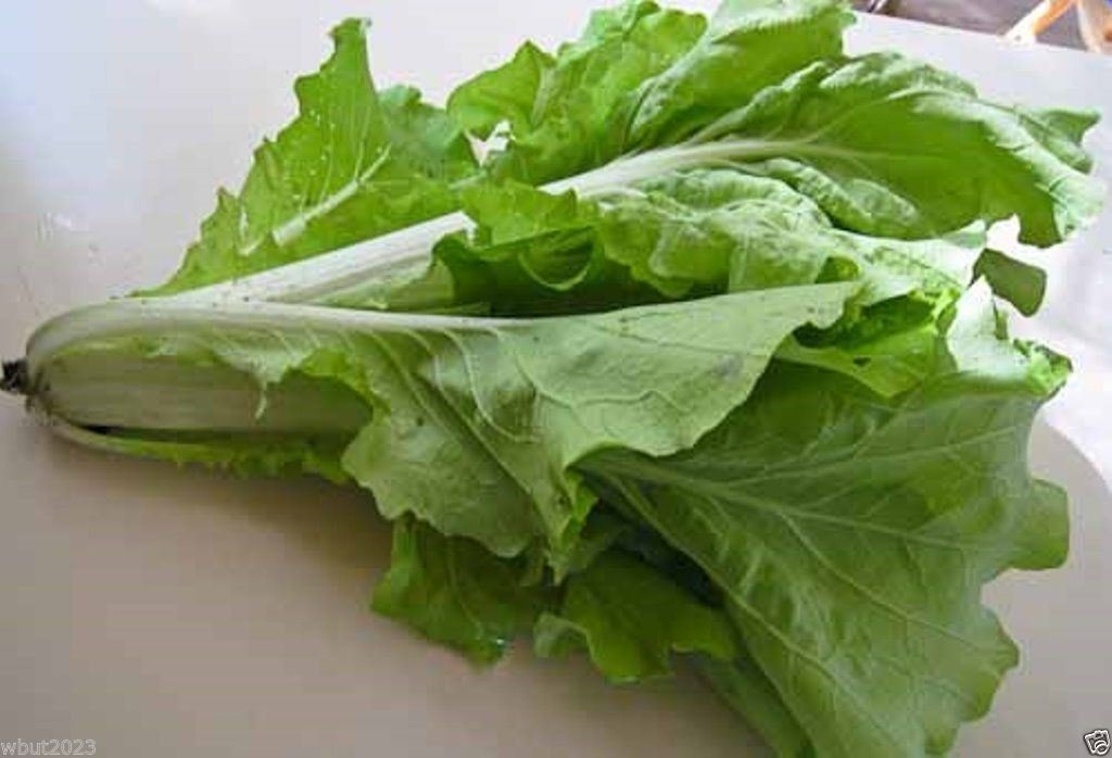 Frilly Leaf Pak Choi Fun Jen Hybrid Seeds (Brassica rapa) – 180 Seeds