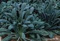 Kale Lacinato Seeds (1g) - Heirloom, Cold Hardy, High Yield | Dinosaur Kale
