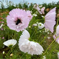 Cupcake Blush Cosmos Seeds - 200+ Seeds - Cosmos bipinnatus