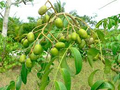 June Plum Tree (Spondias dulcis) 2’ Tall - Starter Plant, Ready to Fruit