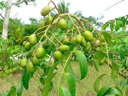 June Plum Tree (Spondias dulcis) 2’ Tall - Starter Plant, Ready to Fruit