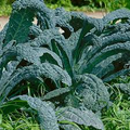 Kale Lacinato Seeds (250) – Dinosaur/Tuscan Kale for Cool-Season Garden