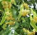 Littleleaf Linden Tree Tilia cordata Bare-Root | Pyramidal Shade Tree 2-3’ Tall, Zones 3-8