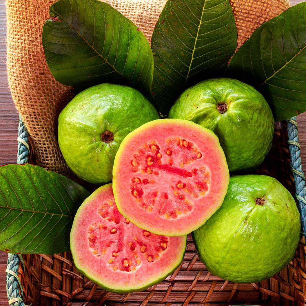 Ruby Red Guava Tree (Psidium guajava) - 8-10" Live Plant Ready to Plant