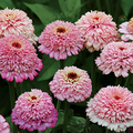 Zinderella Lilac Zinnia Seeds – 100+ Seeds | Scabiosa-Style Lilac Blooms for Cut Flowers & Pollinator Gardens