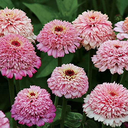 Zinderella Lilac Zinnia Seeds – 100+ Seeds | Scabiosa-Style Lilac Blooms for Cut Flowers & Pollinator Gardens