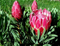 Queen Protea Seeds (Protea magnifica) – Woolly Beard Flower, 10 Seeds, Zones 9-12