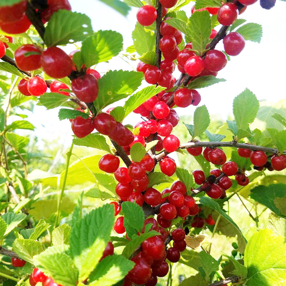 Prunus tomentosa (Nanking Cherry) Seeds – 10 Fresh Seeds for Planting