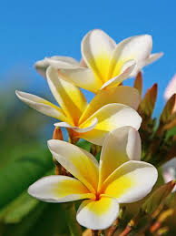 Aztec Gold Plumeria - 3 Fresh Cuttings (8-10") - Fragrant Cream/Gold Flowers - Ready to Plant