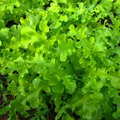 1000 Salad Bowl Lettuce Seeds – Heirloom, Mild, Heat-Tolerant, Loose-Leaf