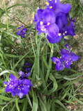 Spiderwort Tradescantia Bare Root Rhizomes - 25 Plants, Purple Flowers, Perennial