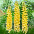 Lupinus Desert Sun Seeds - 25+ Yellow & Orange Lupine for Pollinator Gardens