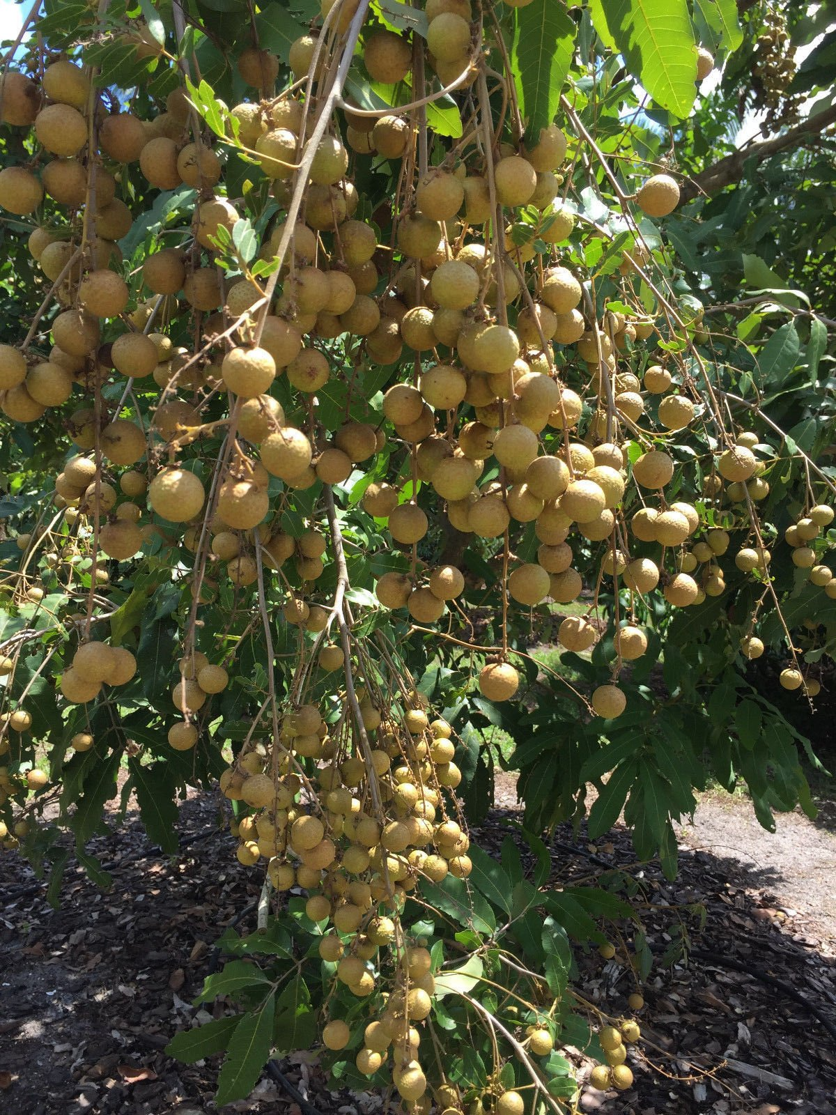 Longan Tree Dimocarpus Dragon Eye - 6" Seedling with Pot | Starter Plant