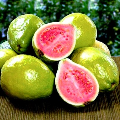 Ruby Supreme Guava Tree Seeds - Psidium guajava | 20 Seeds