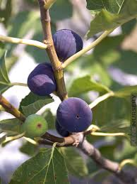 Texas Blue Giant Fig Seeds - 100+ Rare Figs from USA Grown - Heat-Tolerant
