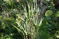 Aloe ciliaris (Climbing Aloe) Starter Cutting - 4" South Africa Easy to Root