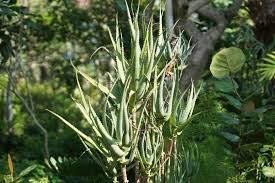 Aloe ciliaris (Climbing Aloe) Starter Cutting - 4" South Africa Easy to Root