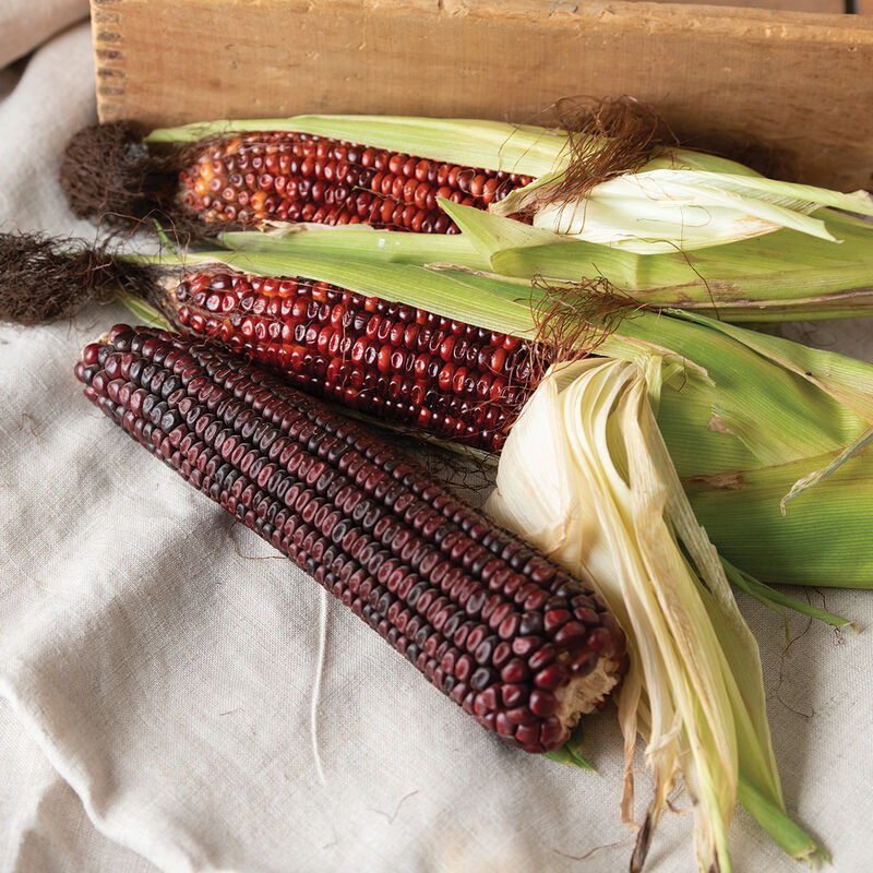 Corn Bloody Butcher Seeds – 5g Heirloom Zea mays, Deep Red Kernels, High Yield