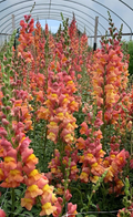 Antirrhinum majus Orange Wonder Snapdragon Seeds – 1000+ Seeds for Garden & Cut Flowers