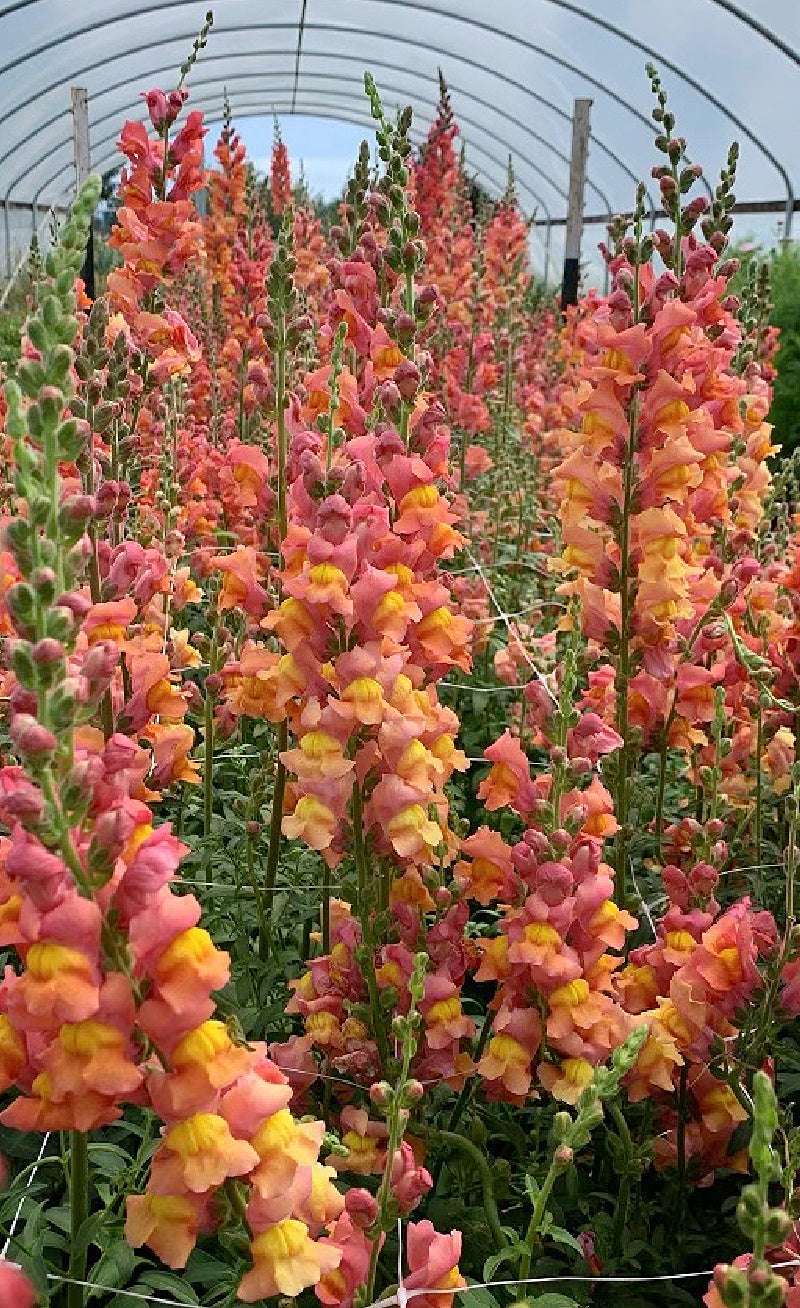 Antirrhinum majus Orange Wonder Snapdragon Seeds – 1000+ Seeds for Garden & Cut Flowers