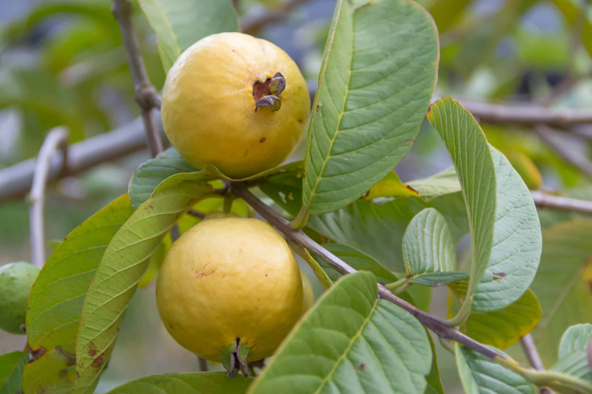 Beaumont Guava Seeds - 50+ Psidium guajava Fruit Seeds for Home Garden