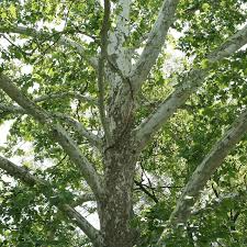 American Sycamore Tree (Platanus occidentalis) - 2-3 ft Bare Root, Zones 4-9, Fast-Growing Shade Tree