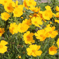 Coreopsis Lance-Leaved Dwarf - 50 Seeds, Yellow Wildflower for Pollinator Gardens