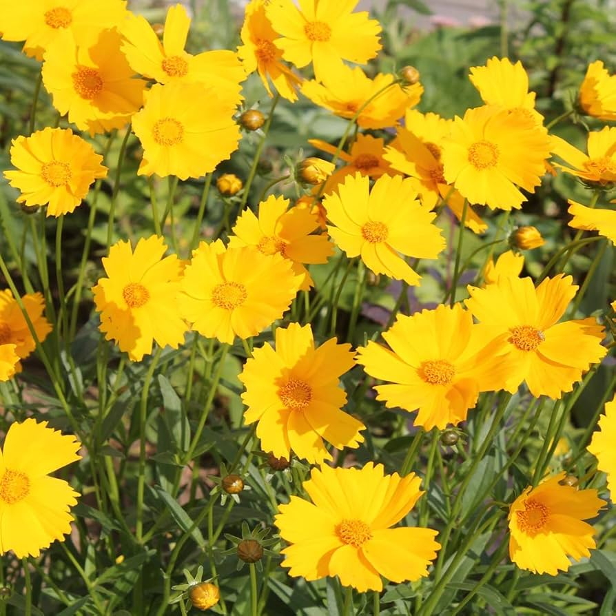 Coreopsis Lance-Leaved Dwarf - 50 Seeds, Yellow Wildflower for Pollinator Gardens