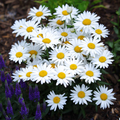 Shasta Daisy Seeds Leucanthemum × superbum - Hardy Perennial, White Blooms, 100mg