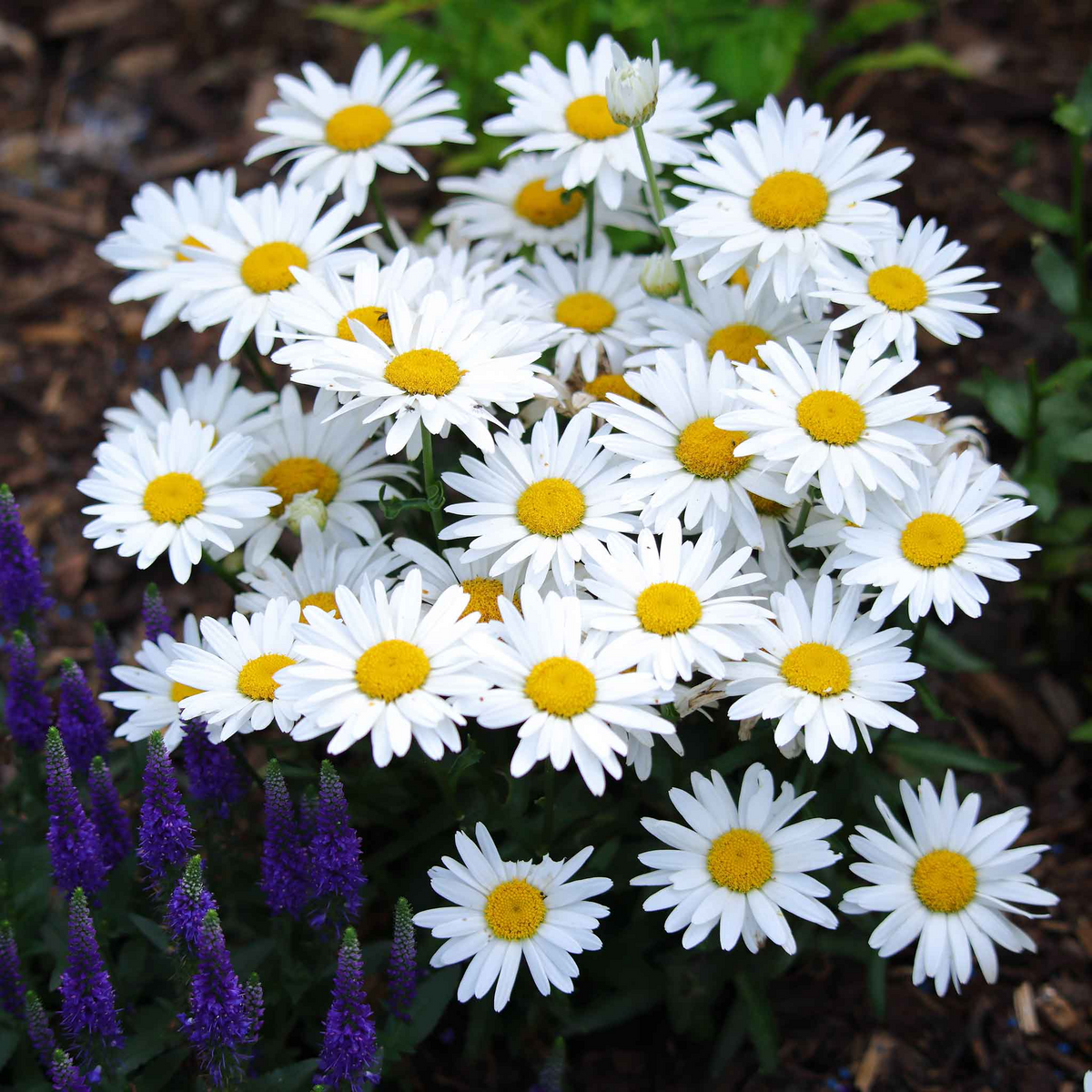 Shasta Daisy Seeds Leucanthemum × superbum - Hardy Perennial, White Blooms, 100mg