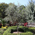 Olive Tree Arbequina Starter Plant – 5-6" Olea europaea | Drought Tolerant, Easy to Grow