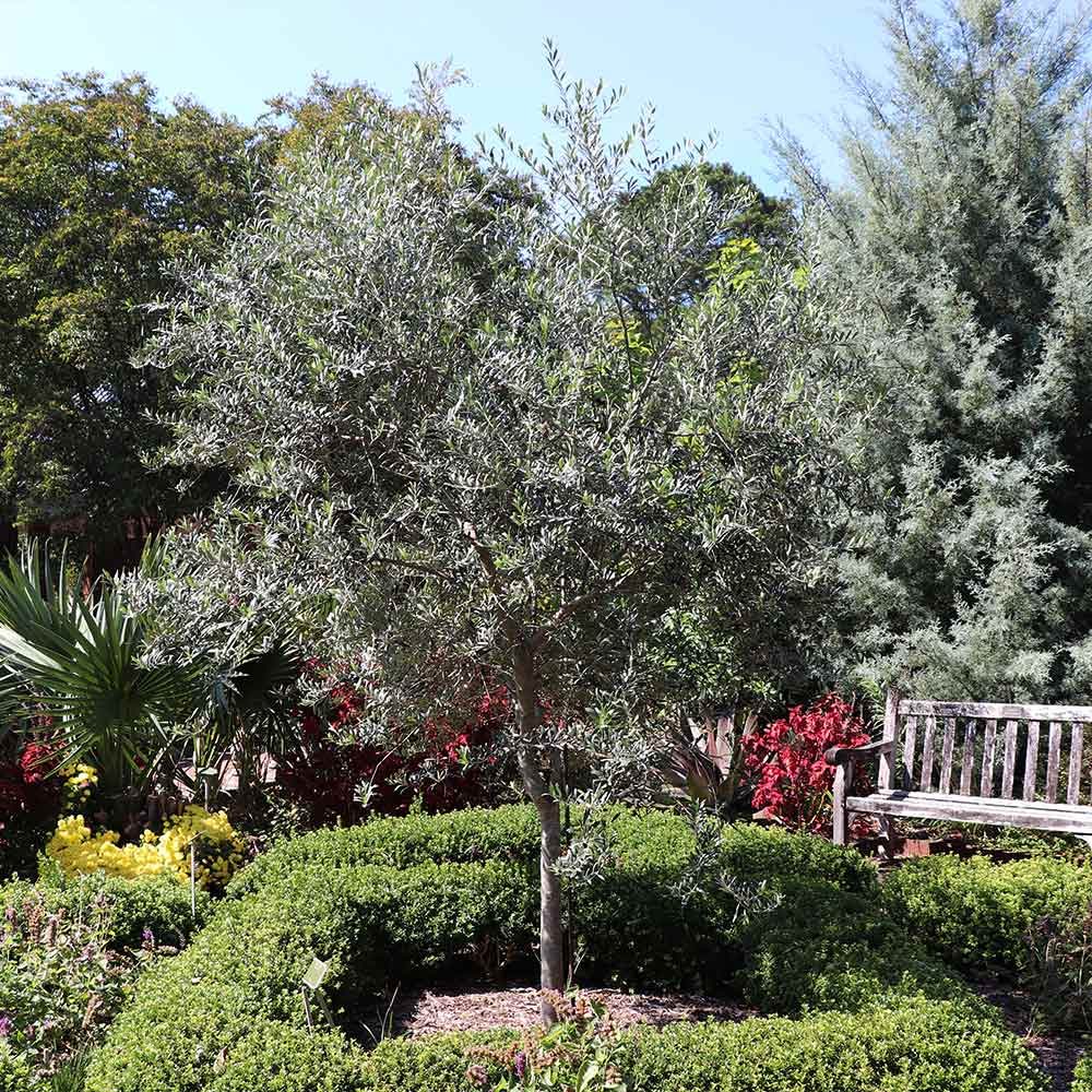 Olive Tree Arbequina Starter Plant – 5-6" Olea europaea | Drought Tolerant, Easy to Grow