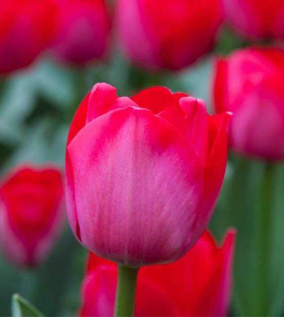 Tulip Spryng Tide Bulbs - 5 Deep Rose-Red & Silver Sheen, Fragrant, Weather-Resistant