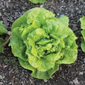 Tom Thumb Butterhead Lettuce Seeds - 1g, Heirloom, Mini Heads, Sweet, Cold-Hardy