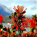 10 Chilean Firebush Tree Seeds (Embothrium coccineum) – Rare Scarlet Flame, Hummingbird Magnet