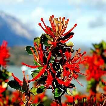 10 Chilean Firebush Tree Seeds (Embothrium coccineum) – Rare Scarlet Flame, Hummingbird Magnet