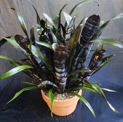 Bromeliad Darth Vader Billbergia 12" Live Cutting | Exotic Foliage, Air Purifying, Pet Safe