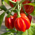 Red Scotch Bonnet Pepper Seeds - Heirloom, Non-GMO | 100 Days, 100,000-350,000 Scoville