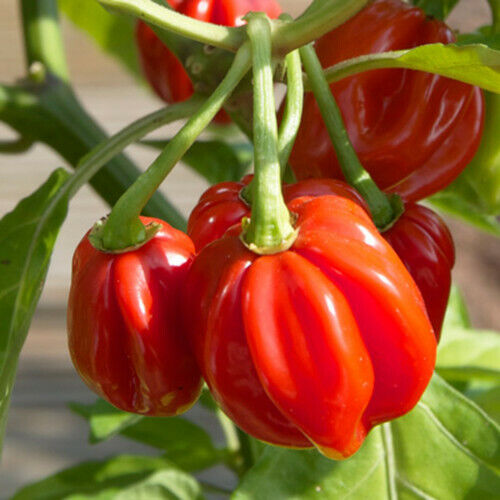 Red Scotch Bonnet Pepper Seeds - Heirloom, Non-GMO | 100 Days, 100,000-350,000 Scoville