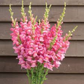 Costa Rose II Snapdragon Seeds (Antirrhinum majus) - 1000+ Rose-Pink Seeds