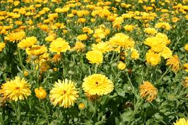 Calendula Pacific Beauty Yellow Dark Seeds (Calendula officinalis) - Golden Edible Blooms