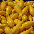 10 Seeds Early Summer Crookneck Squash - Heirloom Cucurbita pepo (Unrooted Seeds)