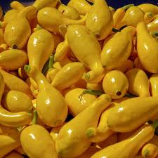 10 Seeds Early Summer Crookneck Squash - Heirloom Cucurbita pepo (Unrooted Seeds)