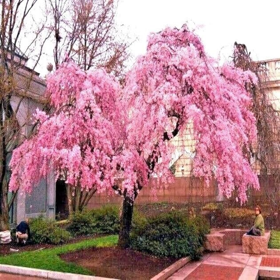 5 Seeds Japanese Weeping Sakura Cherry Tree (Prunus pendula) – Fast Growing, Cold Hardy