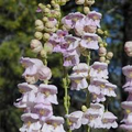 Penstemon Palmer's Seeds (500) - Hummingbird & Bee Friendly, Perennial, Non-GMO